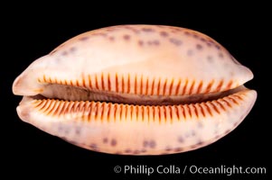 Jester Cowrie, Cypraea scurra