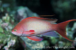 Jewel fairy basslet (male color form), also known as lyretail anthias, Pseudanthias squamipinnis, Egyptian Red Sea