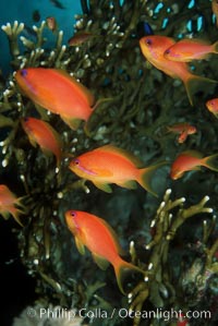 Jewel fairy basslet (female color form), also known as lyretail anthias. Egyptian Red Sea, Pseudanthias squamipinnis, natural history stock photograph, photo id 05225
