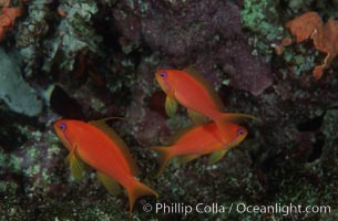 Jewel fairy basslet (female color form), also known as lyretail anthias, Pseudanthias squamipinnis, Egyptian Red Sea