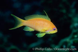 Jewel fairy basslet (female color form), also known as lyretail anthias, Pseudanthias squamipinnis, Egyptian Red Sea