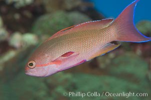 Lyretail fairy basslet, male, Pseudanthias squamipinnis