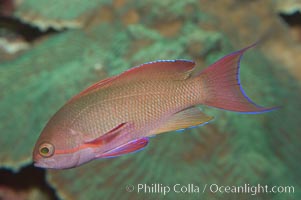 Lyretail fairy basslet, male, Pseudanthias squamipinnis