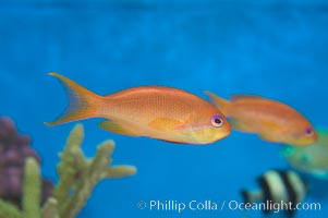 Lyretail fairy basslet, female, Pseudanthias squamipinnis