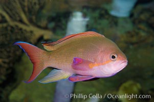 Sea goldie, Pseudanthias squamipinnis