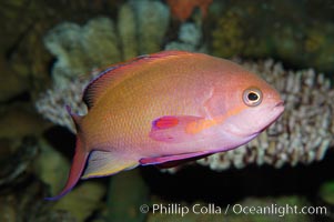 Sea goldie, Pseudanthias squamipinnis