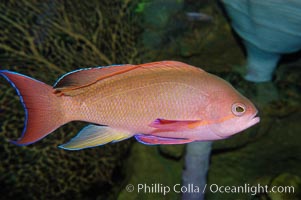 Sea goldie, Pseudanthias squamipinnis