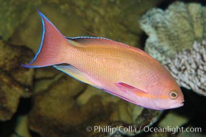 Sea goldie., Pseudanthias squamipinnis, natural history stock photograph, photo id 08891