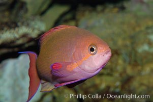 Sea goldie, Pseudanthias squamipinnis