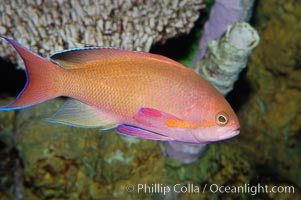 Sea goldie, Pseudanthias squamipinnis