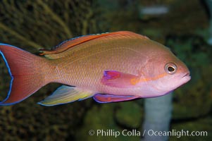 Sea goldie., Pseudanthias squamipinnis, natural history stock photograph, photo id 08894