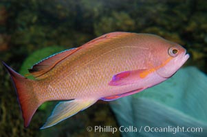 Sea goldie, Pseudanthias squamipinnis