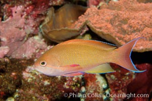 Lyretail fairy basslet, Pseudanthias squamipinnis