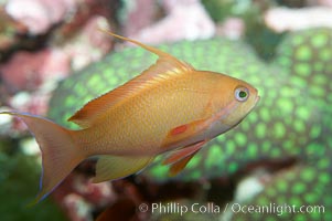 Lyretail fairy basslet, female, Pseudanthias squamipinnis