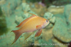 Lyretail fairy basslet, female, Pseudanthias squamipinnis