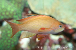 Lyretail fairy basslet, female, Pseudanthias squamipinnis