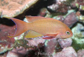 Lyretail fairy basslet, female., Pseudanthias squamipinnis, natural history stock photograph, photo id 11799