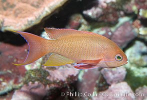 Lyretail fairy basslet, female, Pseudanthias squamipinnis