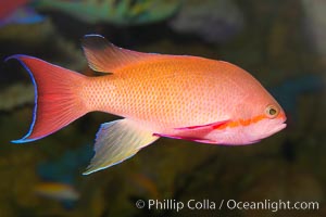 Lyretail fairy basslet, male, Pseudanthias squamipinnis