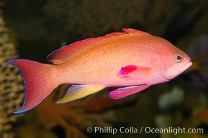 Lyretail fairy basslet, male, Pseudanthias squamipinnis