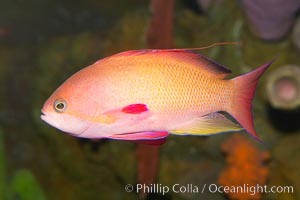 Lyretail fairy basslet, male, Pseudanthias squamipinnis