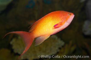 Lyretail fairy basslet, female, Pseudanthias squamipinnis