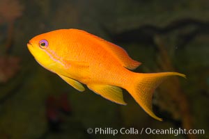 Lyretail fairy basslet, female, Pseudanthias squamipinnis