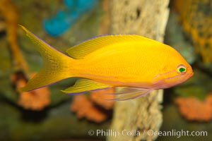 Lyretail fairy basslet, female., Pseudanthias squamipinnis, natural history stock photograph, photo id 12871