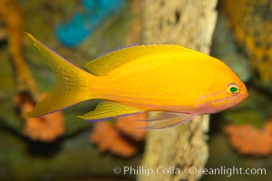 Lyretail fairy basslet, female, Pseudanthias squamipinnis