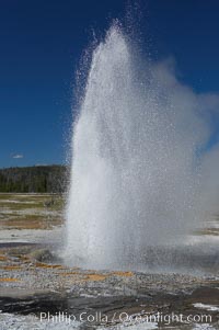 Jewel Geyser reaches heights of 15 to 30 feet and lasts for 1 to 2 minutes.  It cycles every 5 to 10 minutes.  Biscuit Basin, Yellowstone National Park, Wyoming