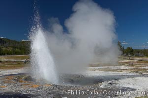 Jewel Geyser reaches heights of 15 to 30 feet and lasts for 1 to 2 minutes.  It cycles every 5 to 10 minutes.  Biscuit Basin, Yellowstone National Park, Wyoming