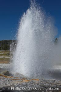 Jewel Geyser reaches heights of 15 to 30 feet and lasts for 1 to 2 minutes.  It cycles every 5 to 10 minutes.  Biscuit Basin, Yellowstone National Park, Wyoming