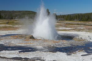 Jewel Geyser reaches heights of 15 to 30 feet and lasts for 1 to 2 minutes.  It cycles every 5 to 10 minutes.  Biscuit Basin, Yellowstone National Park, Wyoming