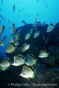 Barberfish. Socorro Island (Islas Revillagigedos), Baja California, Mexico, Johnrandallia nigrirostris, natural history stock photograph, photo id 05061