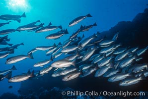 Schooling Jordans snapper, Cocos Island