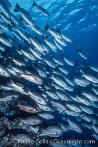 Schooling Jordans snapper, Lutjanus jordani, Cocos Island