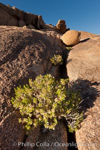 Desert southwest scenic in Joshua Tree National Park, California