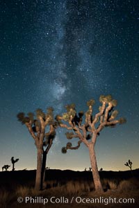 The Milky Way Galaxy shines in the night sky with a Joshua Tree silhouetted in the foreground.