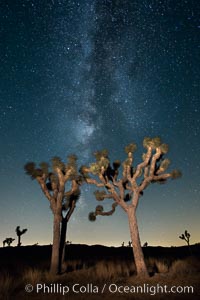 The Milky Way Galaxy shines in the night sky with a Joshua Tree silhouetted in the foreground, Joshua Tree National Park, California