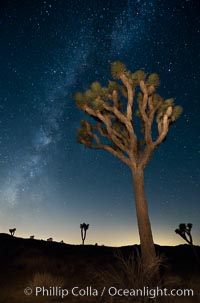 The Milky Way Galaxy shines in the night sky with a Joshua Tree silhouetted in the foreground.