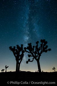 The Milky Way Galaxy shines in the night sky with a Joshua Tree silhouetted in the foreground, Joshua Tree National Park, California