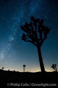 The Milky Way Galaxy shines in the night sky with a Joshua Tree silhouetted in the foreground, Joshua Tree National Park, California