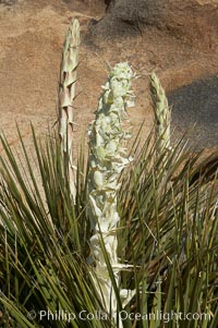 Unidentified yucca or agave, Joshua Tree National Park, California