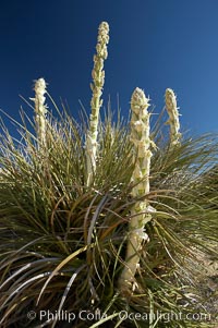 Unidentified yucca or agave, Joshua Tree National Park, California