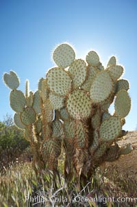 Cactus and sunburst.