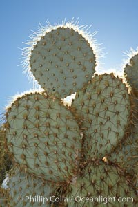 Unidentified cactus, Joshua Tree National Park, California