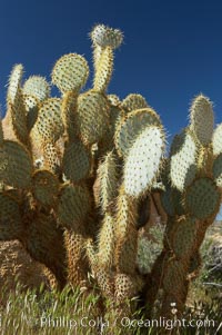 Unidentified cactus, Joshua Tree National Park, California