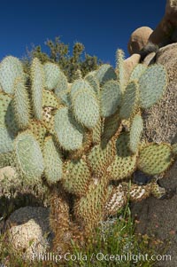 Unidentified cactus, Joshua Tree National Park, California