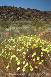 Springtime wildflowers bloom in Joshua Tree National Park following record rainfall in 2005