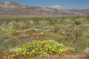 Springtime wildflowers bloom in Joshua Tree National Park following record rainfall in 2005